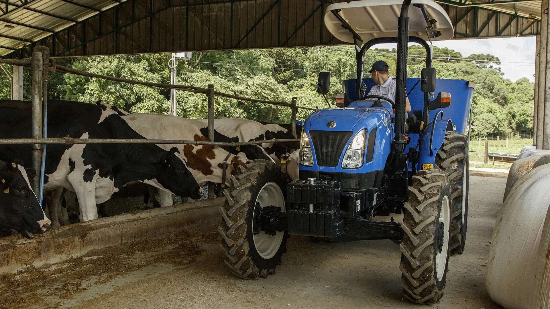 trator_tt3_ao_lado_do_gado